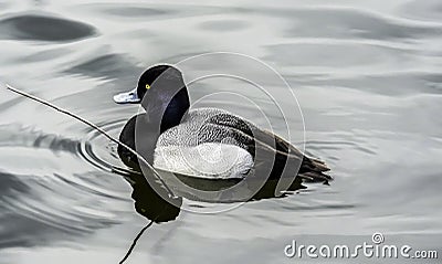 Lesser Scaup Duck Stock Photo