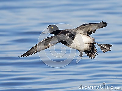 Lesser Scaup in Flight Stock Photo