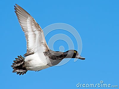 Lesser Scaup Stock Photo