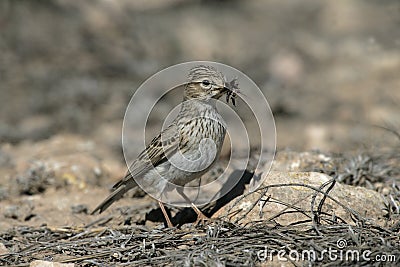 Lesser short-toed lark, Calandrella rufescens Stock Photo