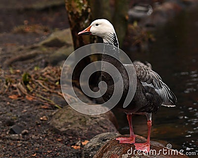 Lesser Snow Goose, blue morph. Stock Photo