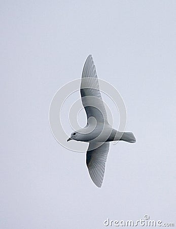 Lesser Snow Petrel, Sneeuwstormvogel, Pagodroma nivea Stock Photo