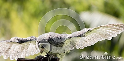 the lesser sooty owl has spread its wings for balance Stock Photo