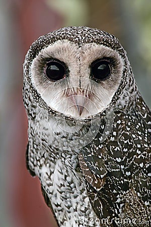 Lesser sooty owl bird portrait Stock Photo