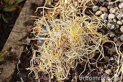 Lesser spearwort or Ranunculus Flammula plant in Saint Gallen in Switzerland Stock Photo