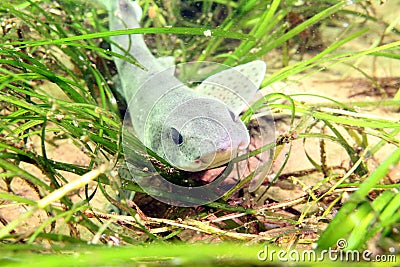 Lesser-spotted Dogfish/ Small-spotted catshark Stock Photo