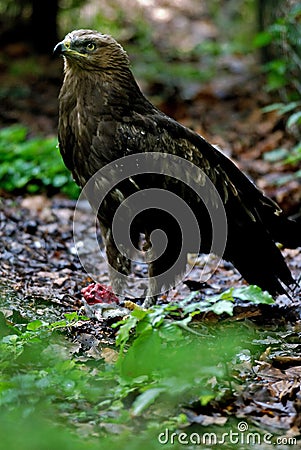 Lesser spotted eagle Stock Photo