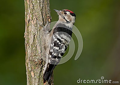 Lesser spotted woodpecker (Dryobates minor) Stock Photo