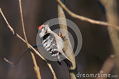 Lesser spotted woodpecker exams branches in autumn season Stock Photo