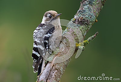 Lesser Spotted Woodpecker perched on an old lichen twig Stock Photo