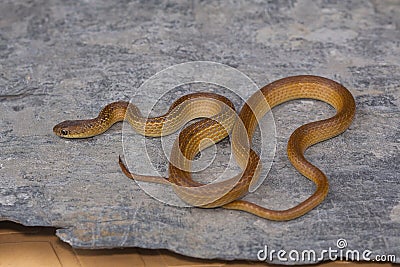 Lesser striped necked snake, Liopeltis calamaria, Rare Stock Photo