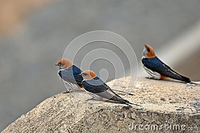 Lesser striped swallow (Cecropis abyssinica) Stock Photo