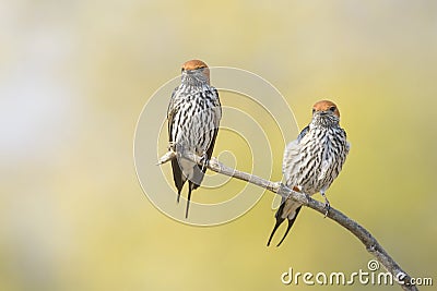 Lesser striped swallow couple on twig Stock Photo