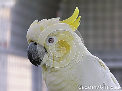 Lesser Sulphur Crested Cockatoo Stock Photo