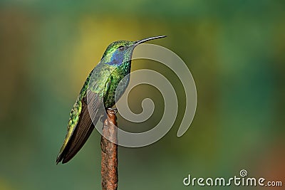 Lesser Violetear - Colibri cyanotus - mountain violet-ear, metallic green hummingbird species commonly found from Costa Rica to Stock Photo