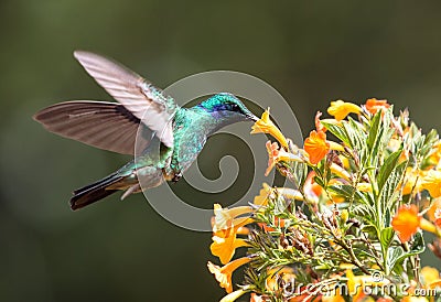 Lesser Violetear hummingbird Colibri cyanotus,Panama Stock Photo