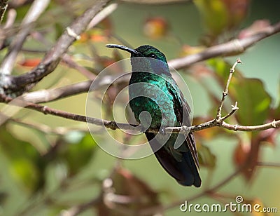 Lesser Violetear hummingbird Colibri cyanotus,Panama Stock Photo