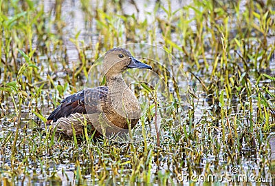 Lesser Whistling Ducks (Dendrocygna Javanica) Stock Photo