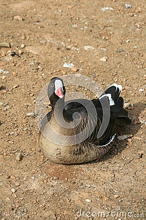 Lesser white fronted goose Stock Photo