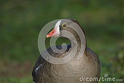 Lesser white fronted Goose Stock Photo