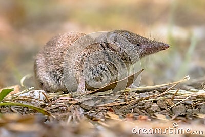 Lesser white toothed shrew in natural habitat Stock Photo