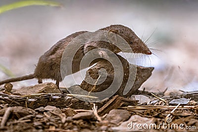 Lesser white toothed shrew in natural habitat Stock Photo