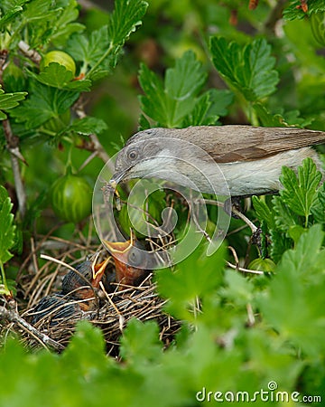 Lesser Whitethroat, Sylvia curruca Stock Photo