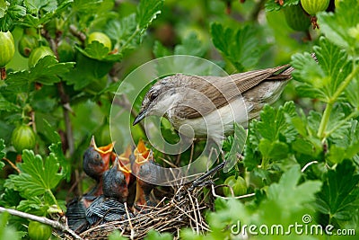 Lesser Whitethroat, Sylvia curruca Stock Photo