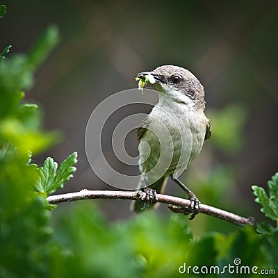 Lesser Whitethroat, Sylvia curruca Stock Photo