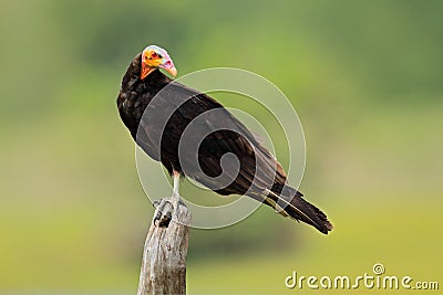 Lesser Yellow-headed Vulture, Cathartes burrovianus, Pantanal, Brazil. Vulture with coloured. pink and blue, bald head. Black bird Stock Photo