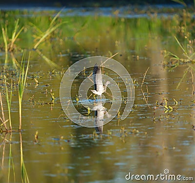 Lesser Yellowleg dancing at wetland swamp Stock Photo