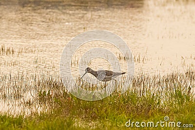 Lesser Yellowleg Looking for Food at Dusk Stock Photo
