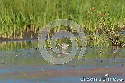 Lesser Yellowlegs feeding at wetland swamp Stock Photo