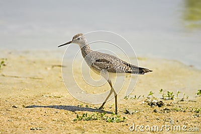 Lesser Yellowlegs foraging Stock Photo