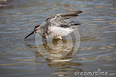 Lesser Yellowlegs taking a bath Stock Photo