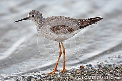 Lesser yellowlegs (tringa flavipes) Stock Photo