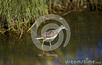 Lesser Yellowlegs, tringa flavipes, Adult standing in Water, Florida Stock Photo