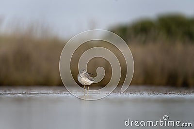 lesser yellowlegs, tringa flavipes Stock Photo