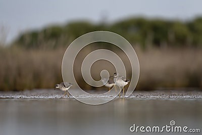 lesser yellowlegs, tringa flavipes Stock Photo