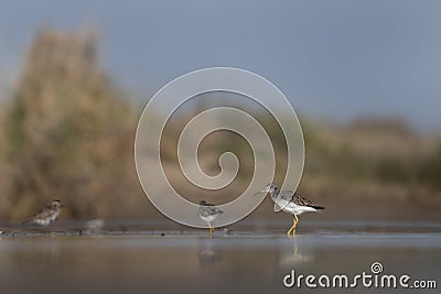 lesser yellowlegs, tringa flavipes Stock Photo