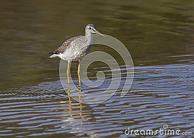 Lesser yellowlegs Tringa flavipes Stock Photo