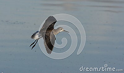 Lesser yellowlegs, Tringa flavipes Stock Photo