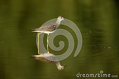 Lesser yellowlegs, Tringa flavipes Stock Photo