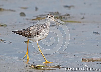 Lesser Yellowlegs (Tringa flavipes) Stock Photo