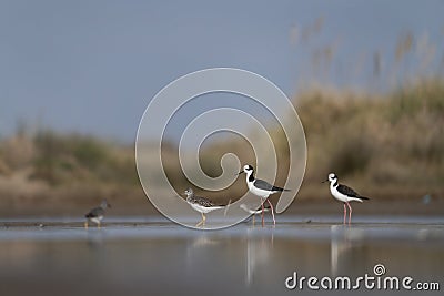 lesser yellowlegs, tringa flavipes, White Backed stilt, Himantopus melanurus Stock Photo