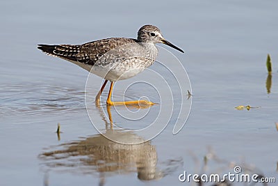 Lesser Yellowlegs Wading in a Pond Stock Photo