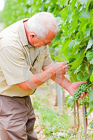 Let's check our grapevines Stock Photo