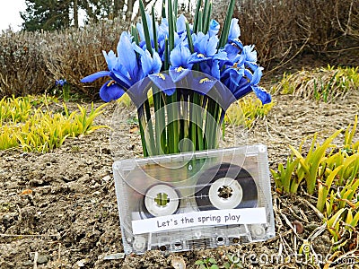 Let's the spring play and the orris root flowers, Poland Stock Photo