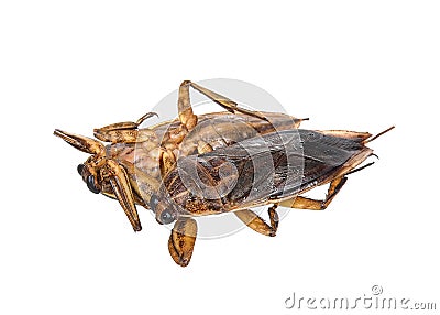 Lethocerus indicus isolated on white background Stock Photo