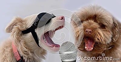 If we only practice enough we will be pop stars one day Stock Photo